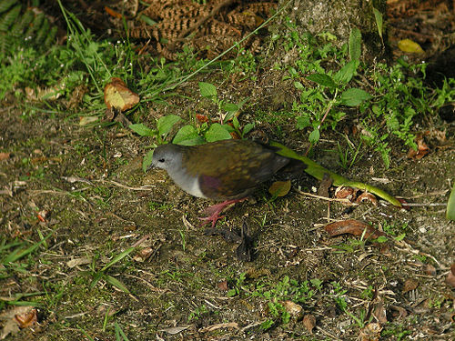 Bronze ground dove